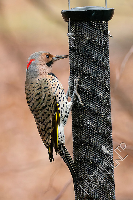 1-10-26 Northern Flicker