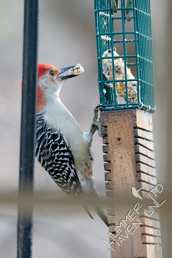 1-10-26 Red-bellied Woodpecker