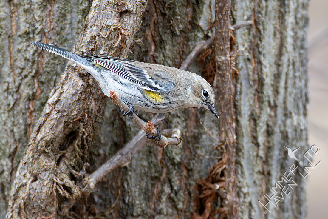 1-13-26 Yellow-rumped Warbler