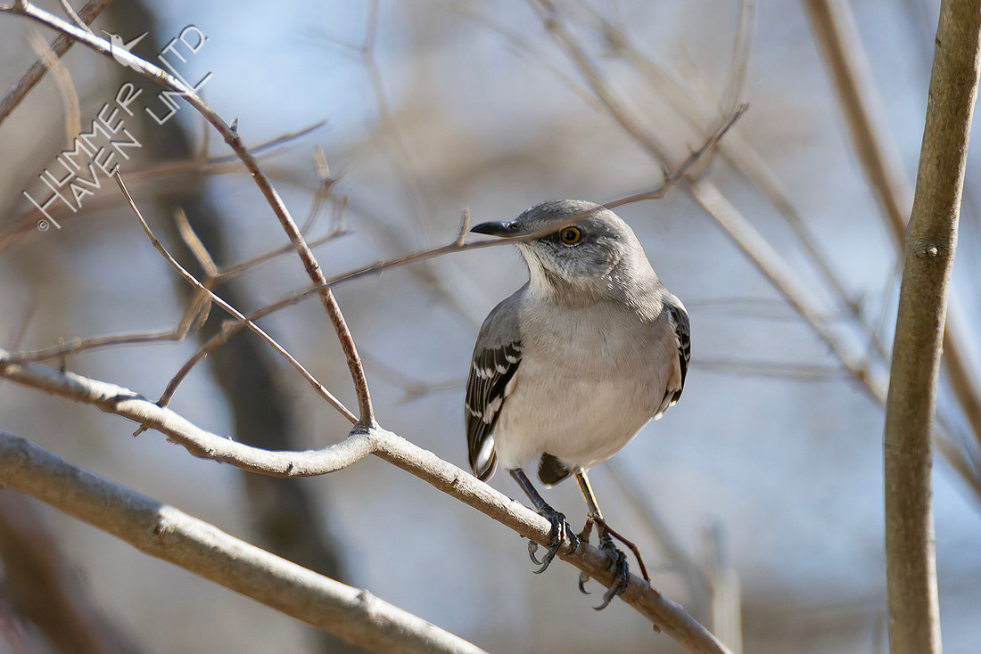 1-14-26 Northern Mockingbird-1