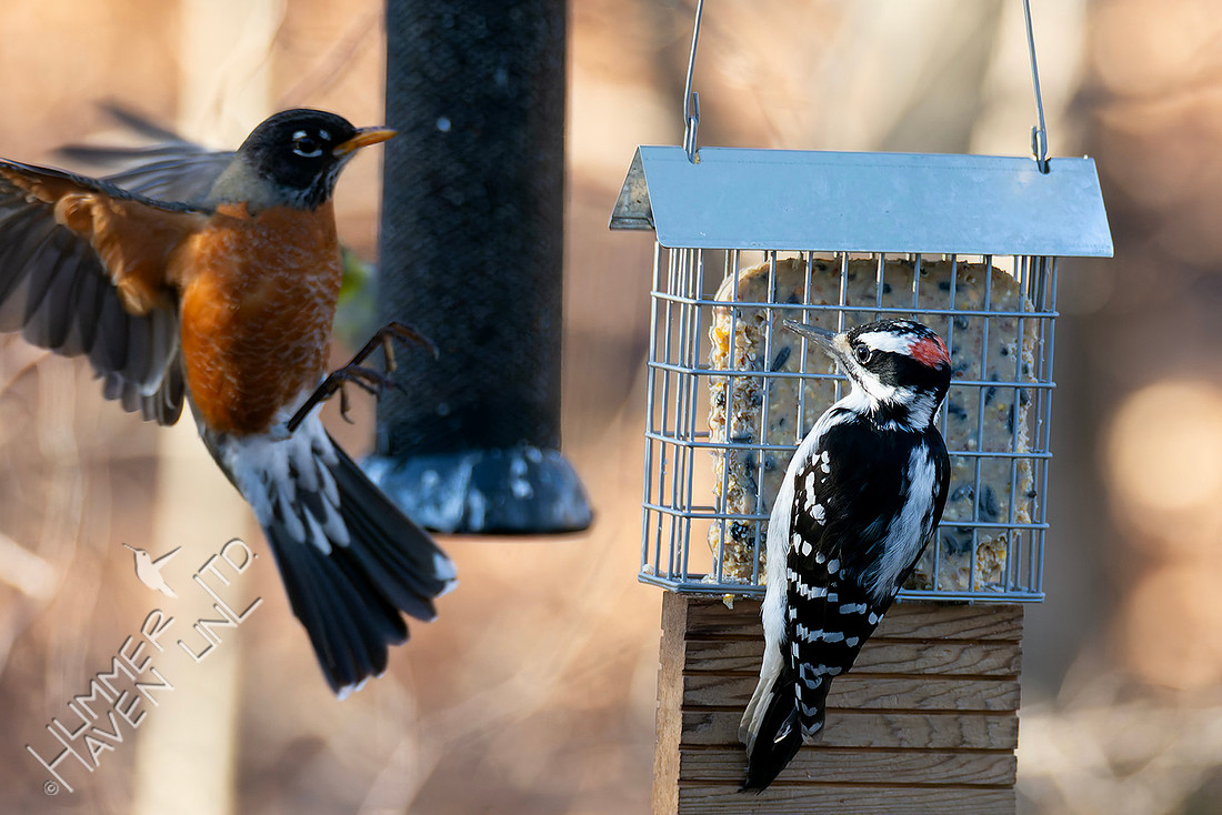 1-14-26 American Robin and Hairy Woodpecker