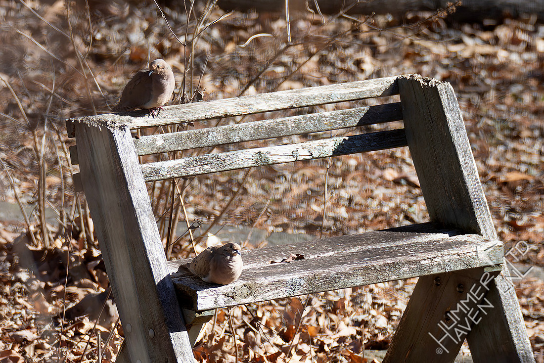 1-15-26 Pair of Mourning Doves