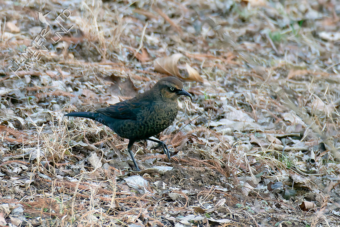 1-15-26 16 Rusty Blackbird