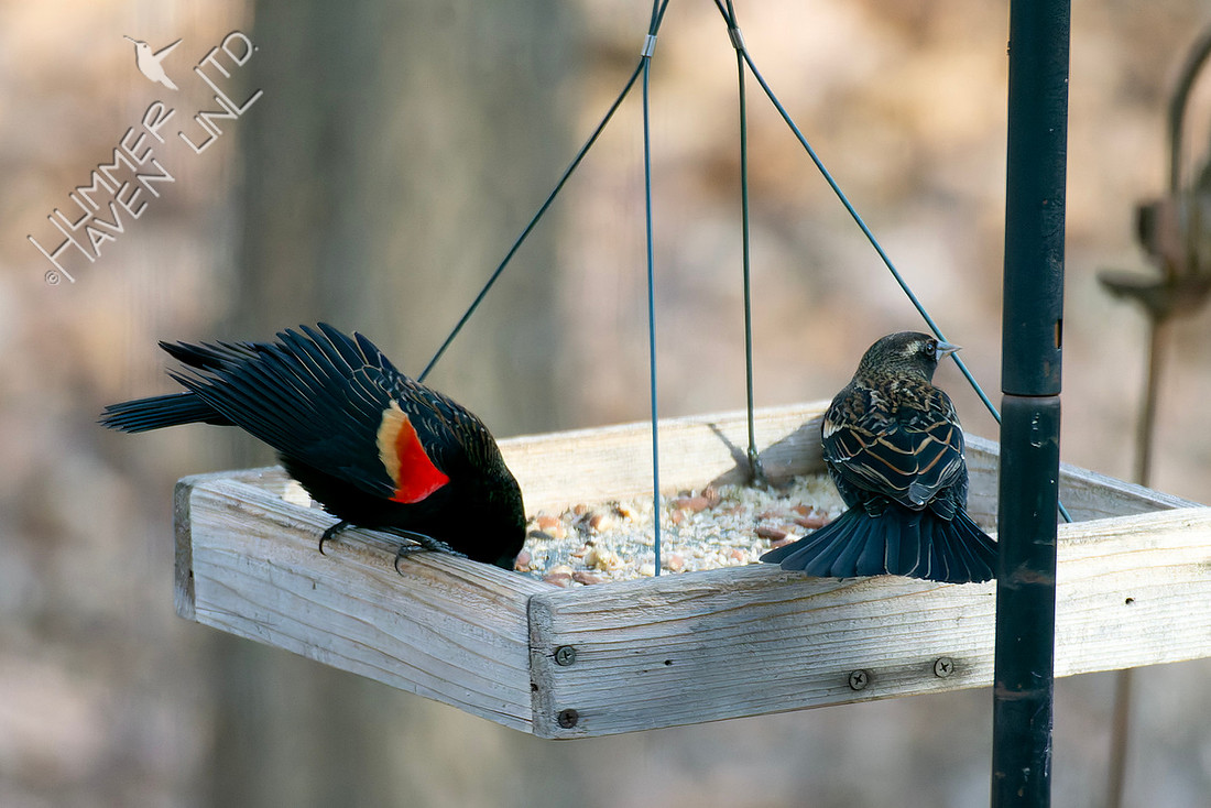1-15-26 Red-winged Blackbirds