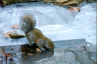 1-15-26 E. Gray Squirrel
