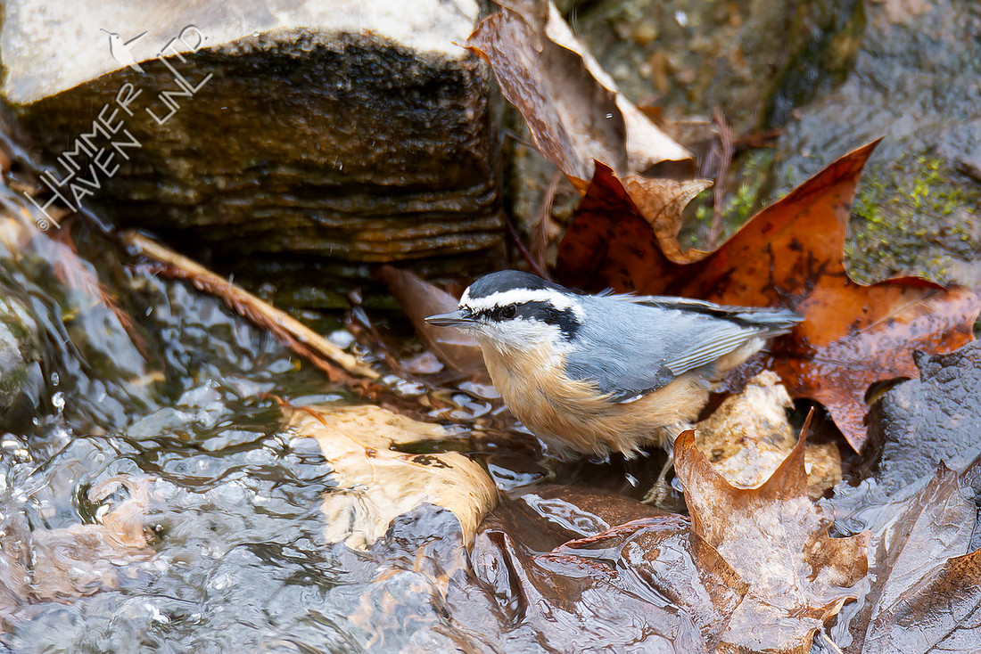 1-16-26 Red-breasted Nuthatch