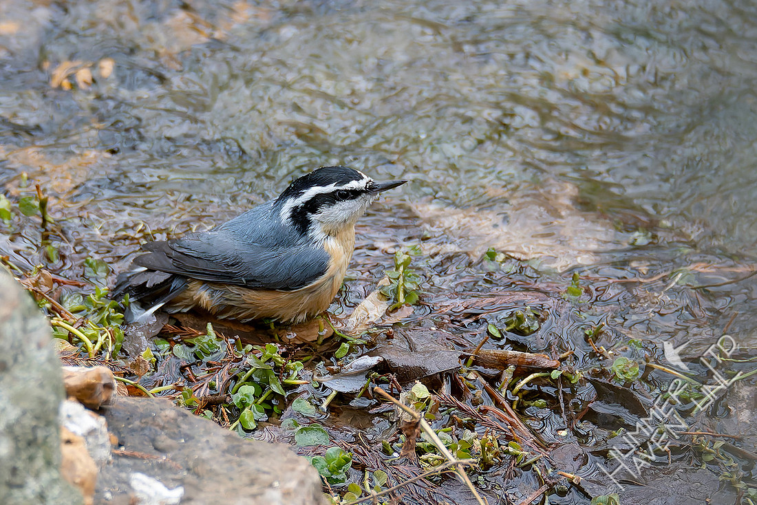 1-16-26 Red-breasted Nuthatch
