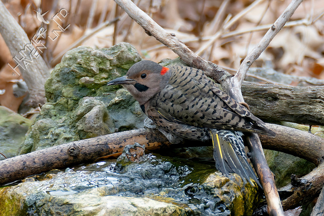 1-16-26 Northern Flicker, melanistic, left talon injury