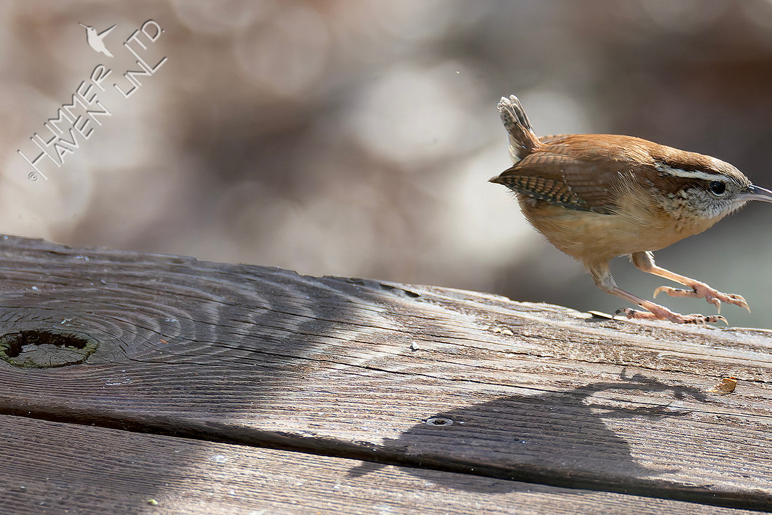 1-16-26 Carolina Wren, tail feathers growing