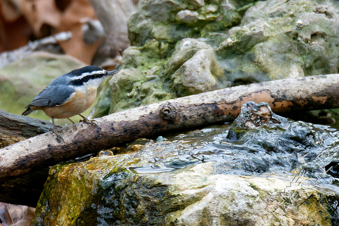 1-16-26 Red-breasted Nuthatch