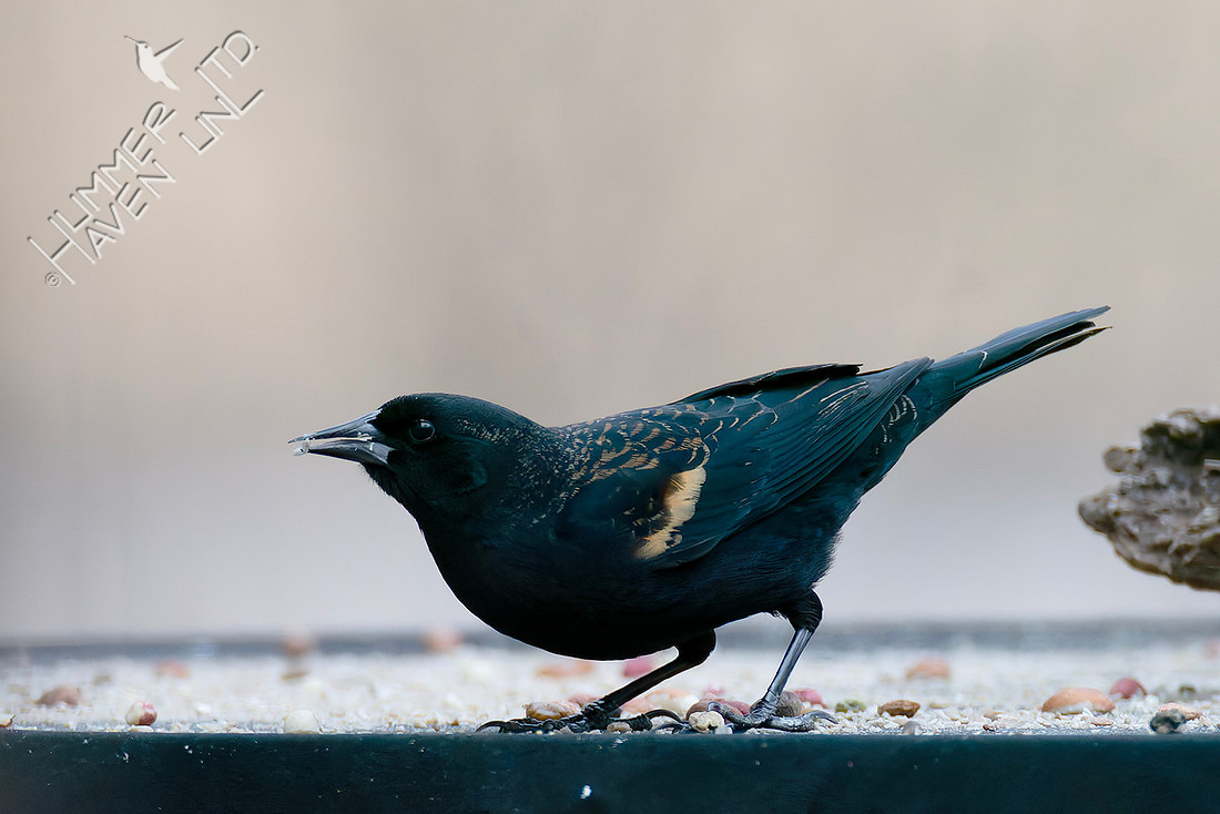 1-16-26 Red-winged Blackbird