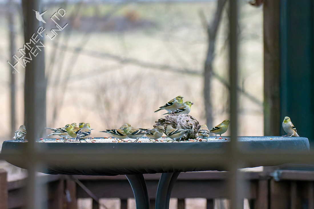 1-16-26 17 American Goldfinches