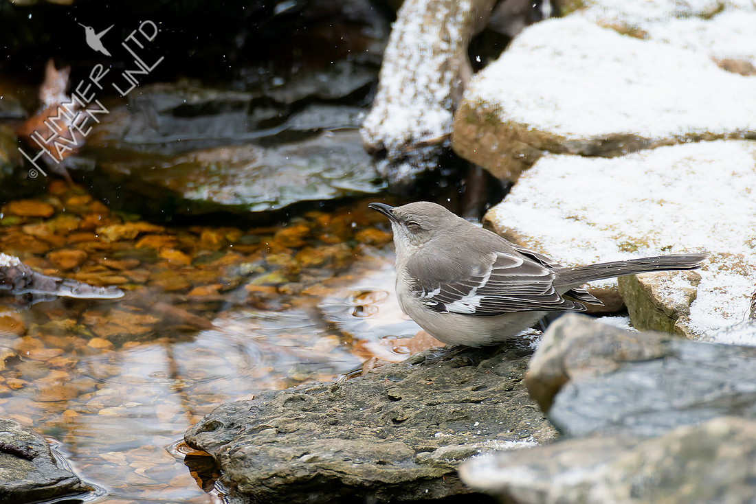 1-17-26 Northern Mockingbird