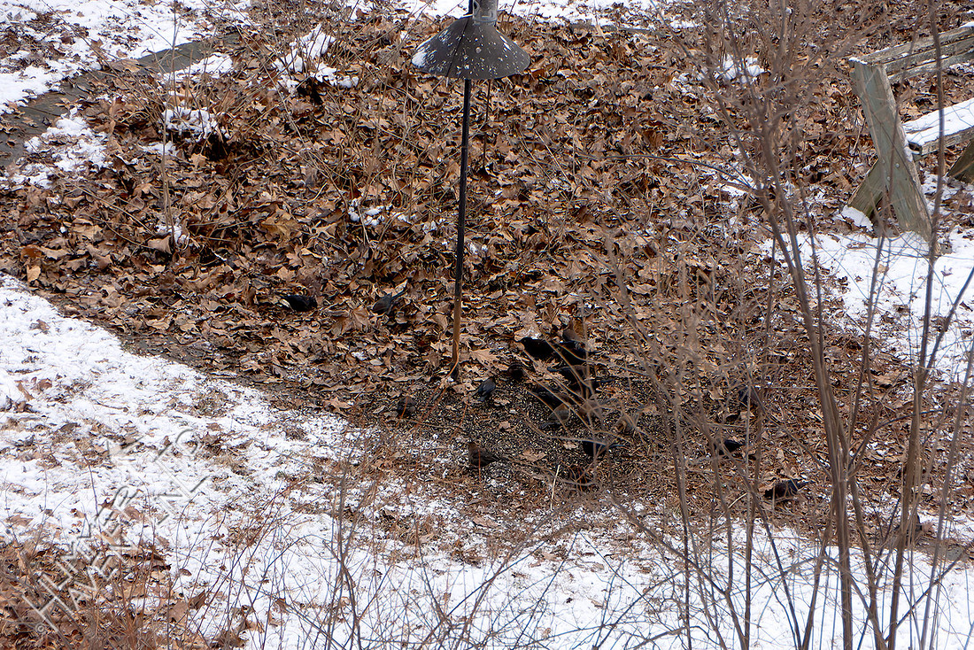 1-17-26 22 Rusty Blackbirds