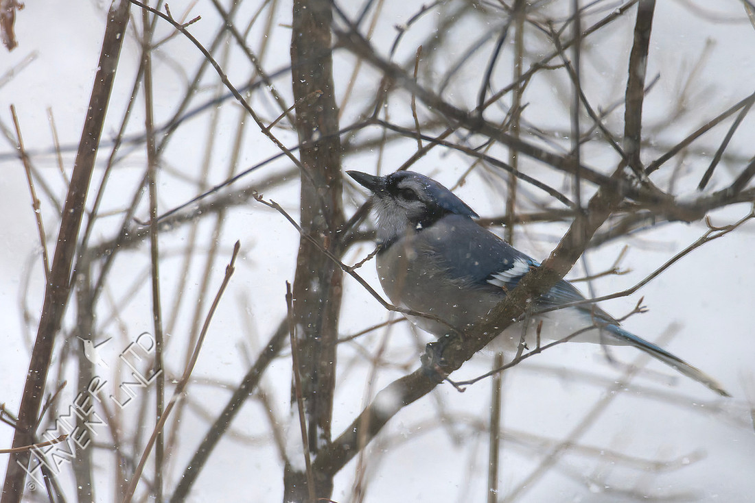 1-17-26 Blue Jay resting in cover of Viburnum in snow