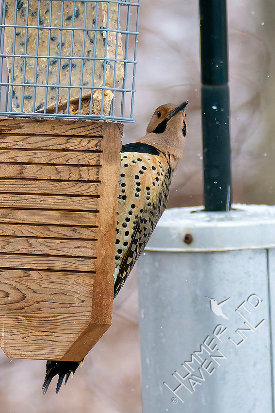 1-17-26 Hawk Watch-Northern Flicker