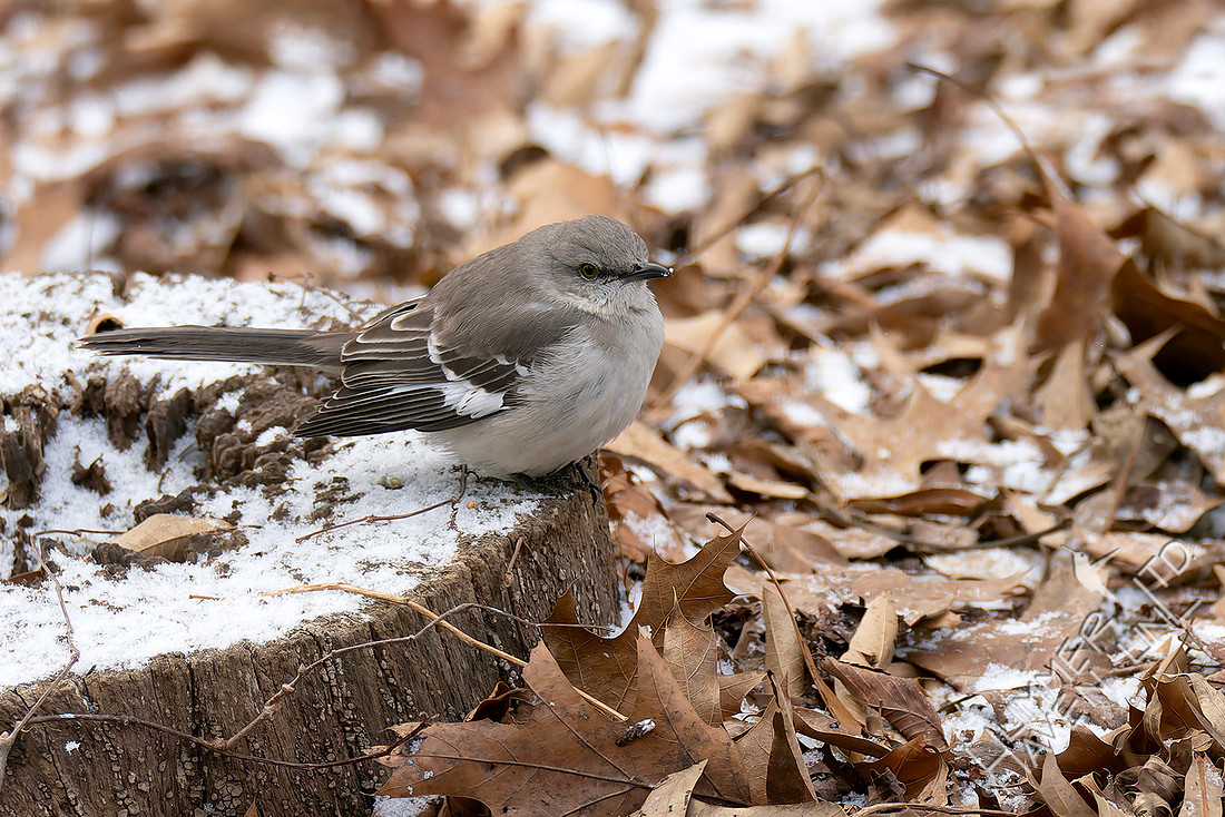 1-17-26 Northern Mockingbird resting on stump