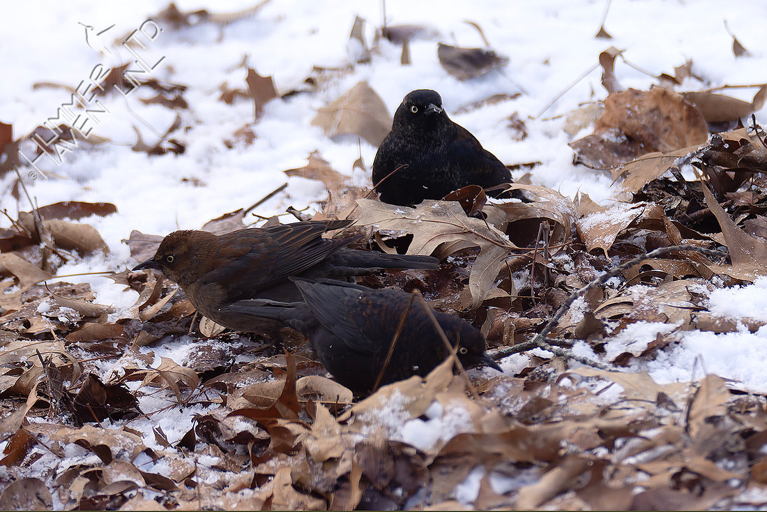 1-17-26 Rusty Blackbirds