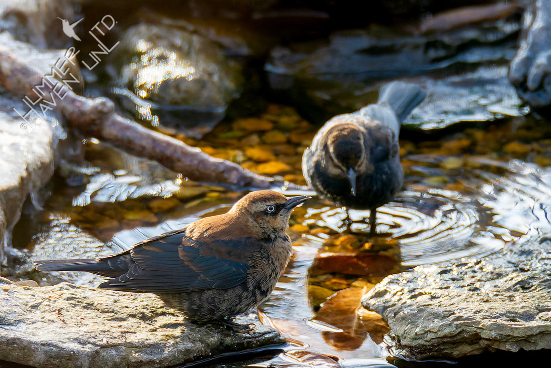 1-18-26 Rusty Blackbirds