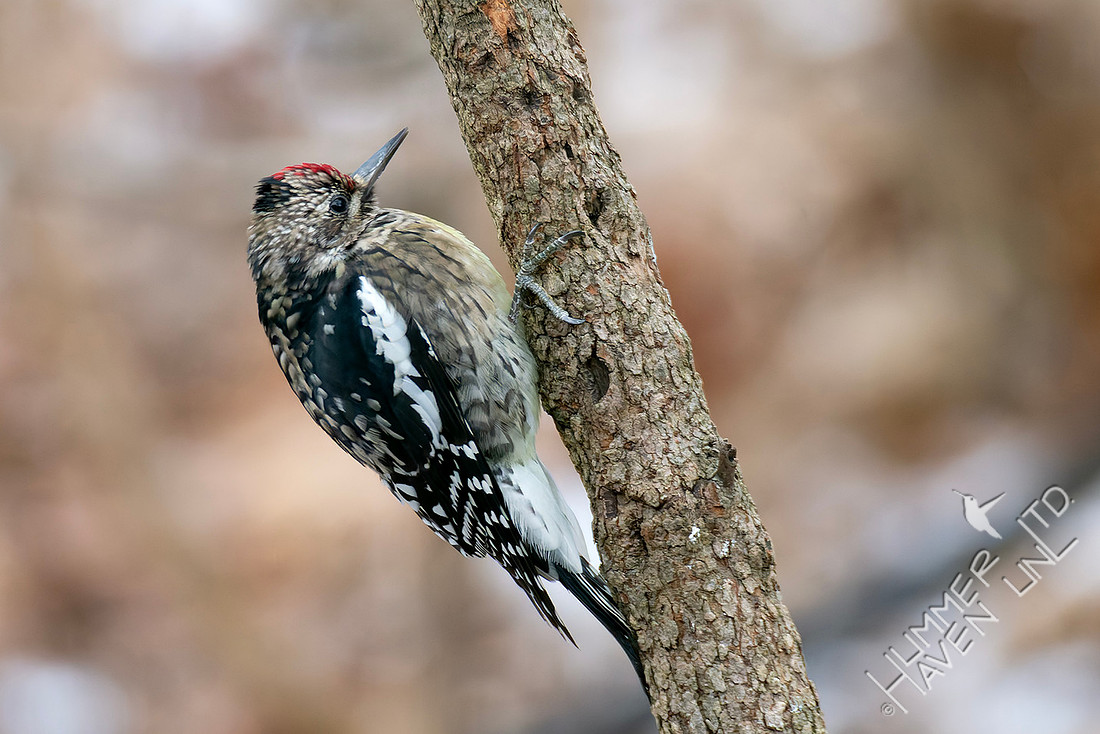 1-18-26 Yellow-bellied Sapsucker immature female