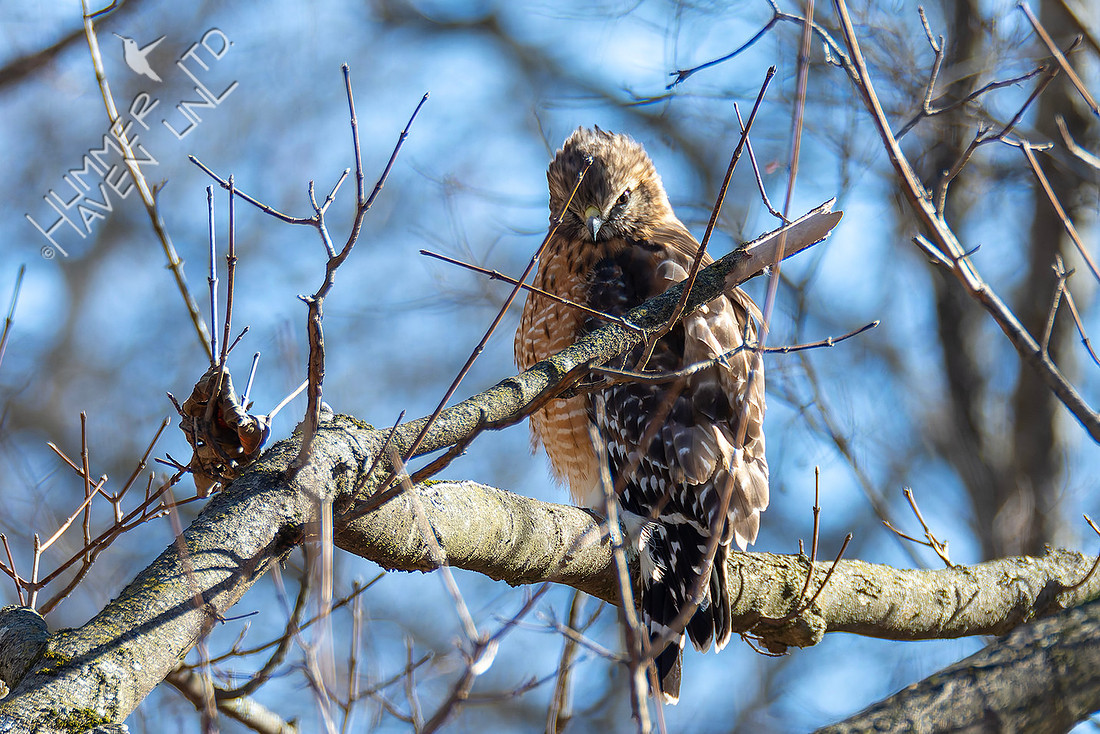 1-19-26 Red-shouldered Hawk