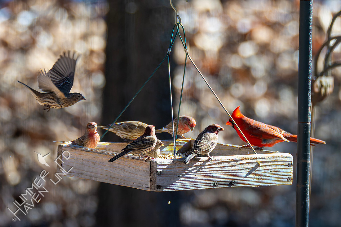 1-19-26 House Finches and Northern Cardinal