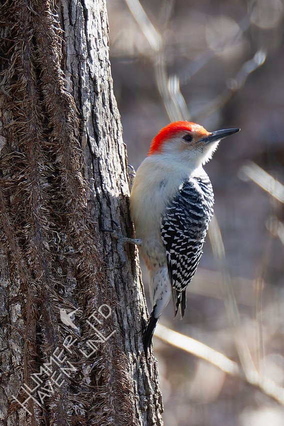 1-19-26 Red-bellied Woodpecker