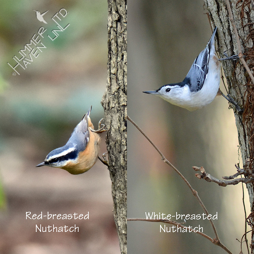 Red-breasted and White-breasted Nuthatches 1-24-17
