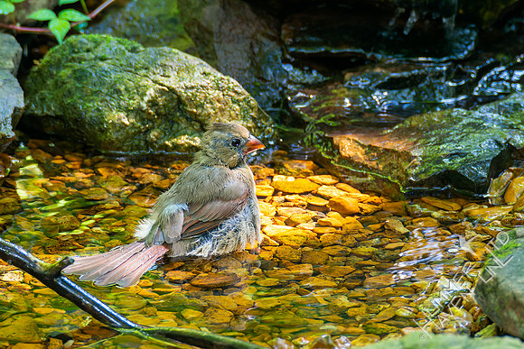 8-23-22 Northern Cardinal immature female