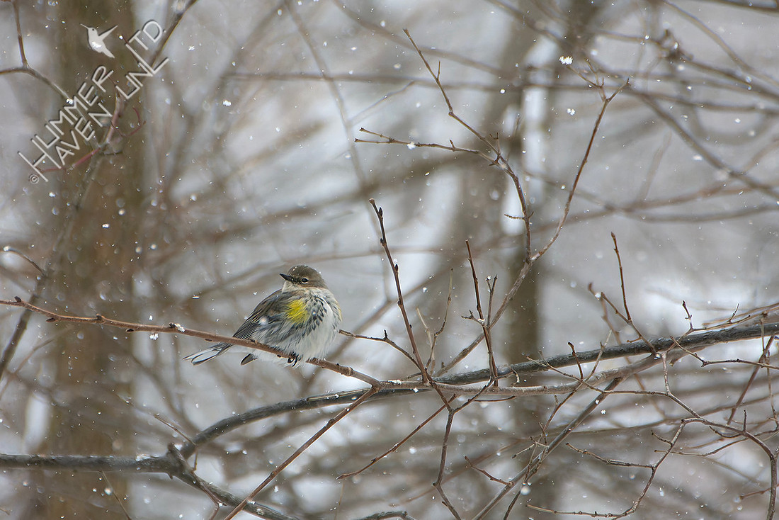 1-24-25 Yellow-rumped Warbler
