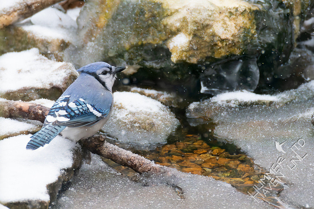 1-24-26 Blue Jay