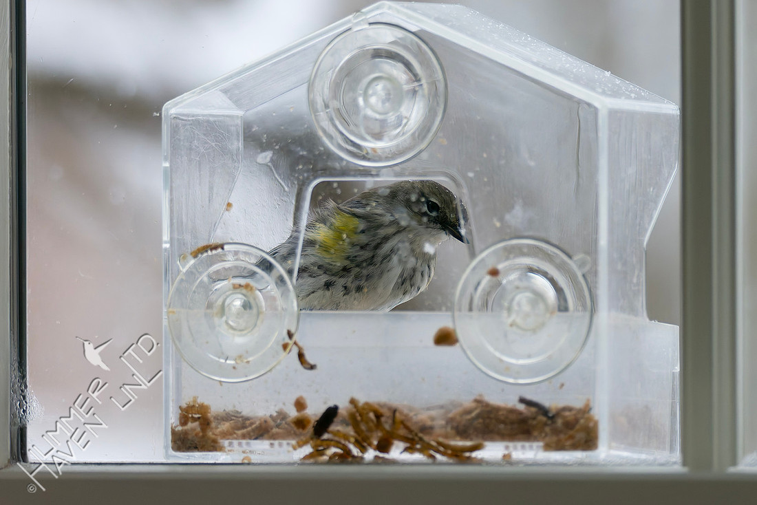 1-24-26 Yellow-rumped Warbler in window feeder