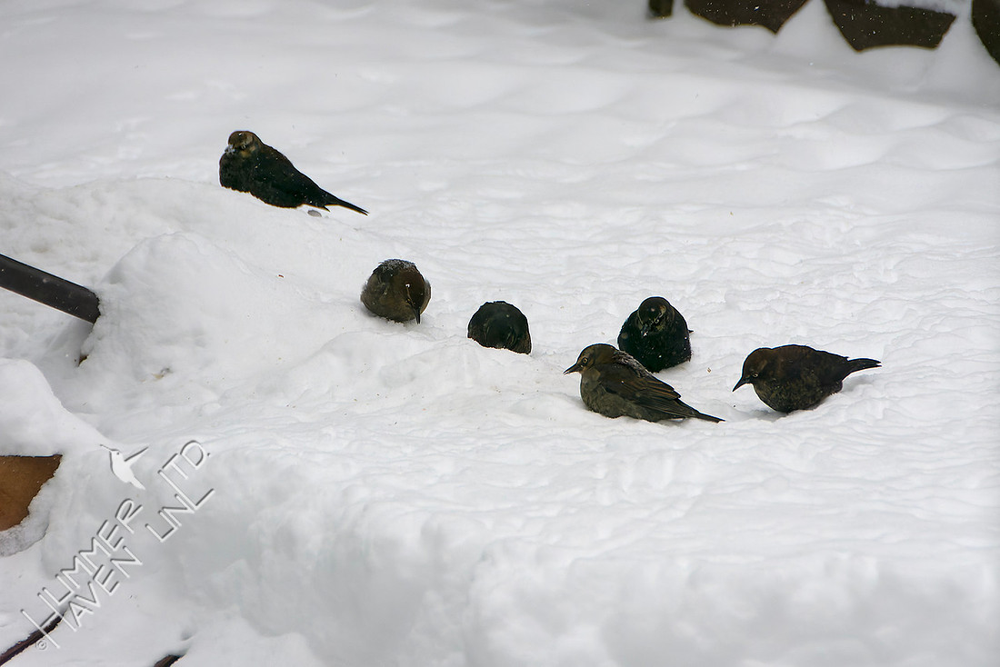 1-25-26 Six Rusty Blackbirds on the deck