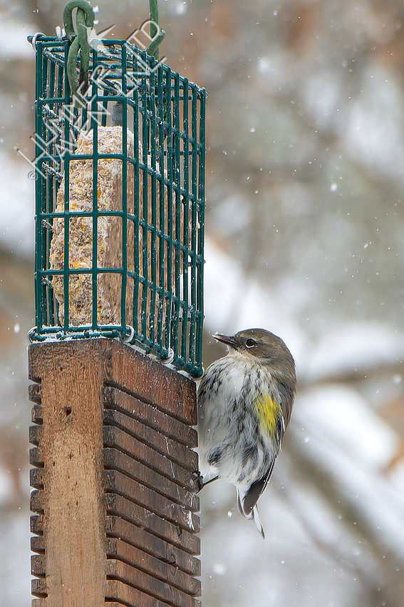 1-24-26 Yellow-rumped Warbler