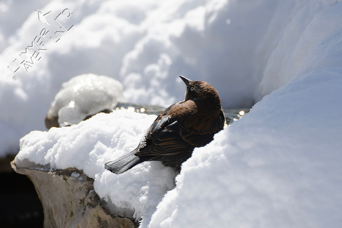 1-26-26 Rusty Blackbird