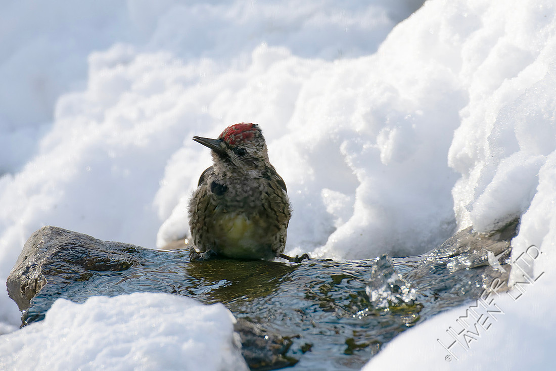 1-28-26 Yellow-bellied Sapsucker