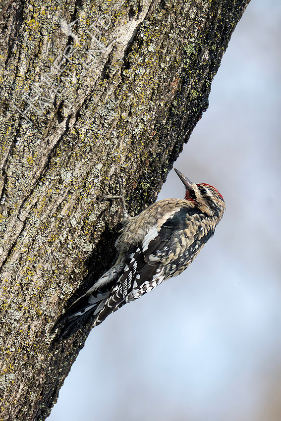 1-29-26 Yellow-bellied Sapsucker on Sugar Maple