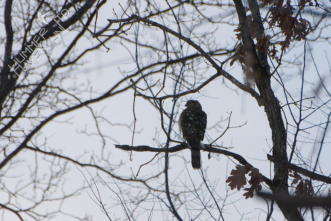 1-31-26 Cooper's Hawk