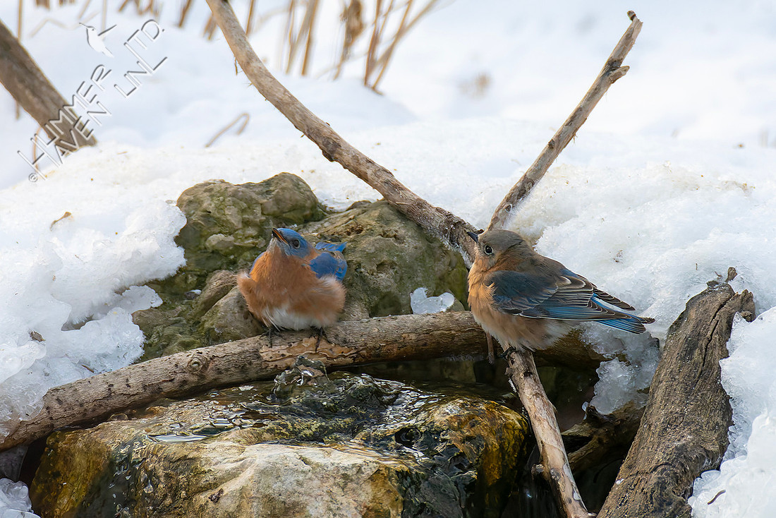 1-30-26 Eastern Bluebirds