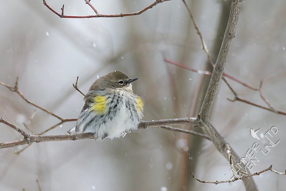 1-24-26 Yellow-rumped Warbler