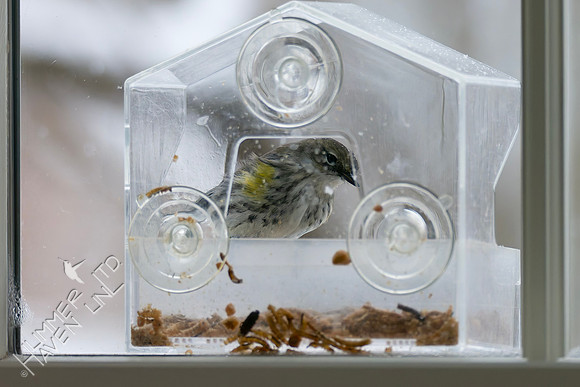 1-24-26 Yellow-rumped Warbler in window feeder