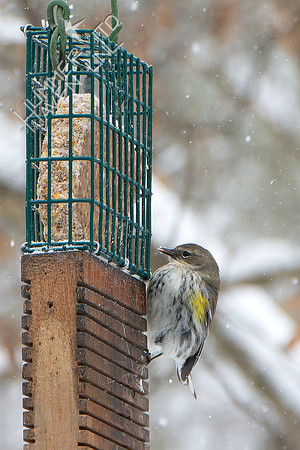 1-24-26 Yellow-rumped Warbler
