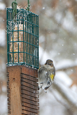 1-24-26 Yellow-rumped Warbler