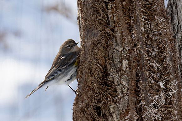 1-26-26 Yellow-rumped Warbler