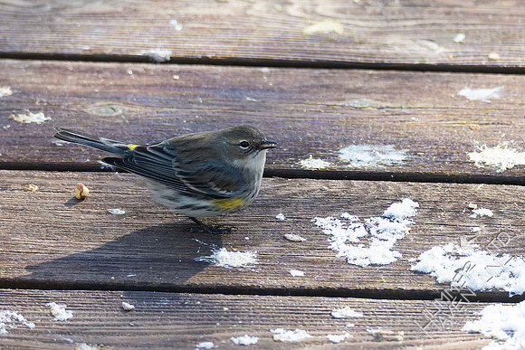 1-26-26 Yellow-rumped Warbler