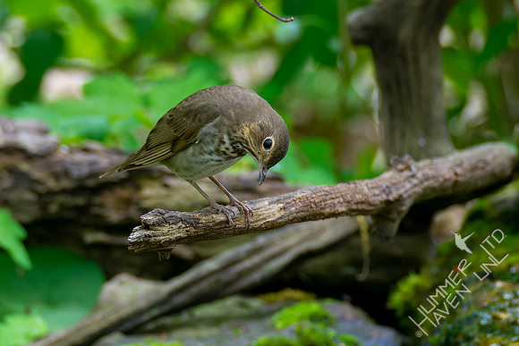 5-8-22 Swainson's Thrush