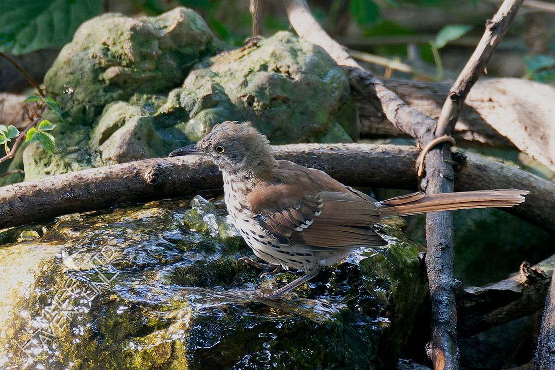 7-30-25 Brown Thrasher immature
