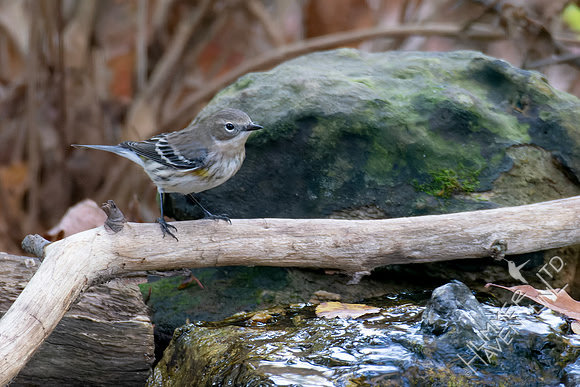 10-24-24 Yellow-rumped Warbler