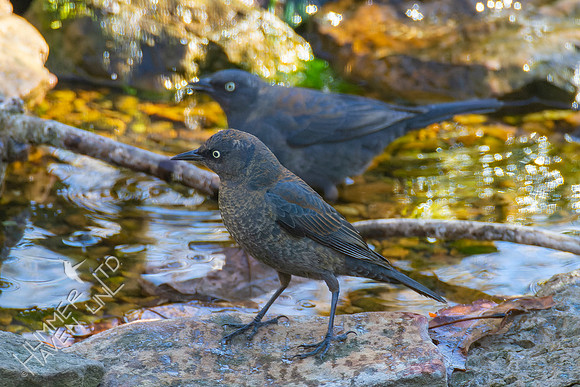 4-9-22 Rusty Blackbirds