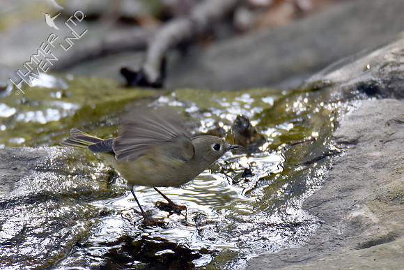 Ruby-crowned Kinglet 10-25-16